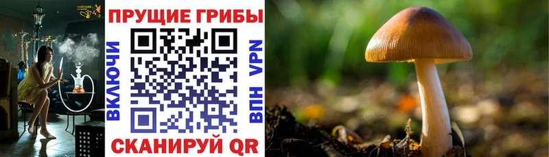Галлюциногенные грибы прущие грибы  купить наркотик  Медвежьегорск 